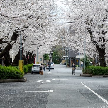 Cimetière de Yanaka (Tokyo), rue en période de floraison des sakura