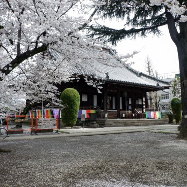 Cimetière de Yanaka (Tokyo), pavillon Konponchu-do du temple Kan'ei-ji sous les cerisiers en fleurs