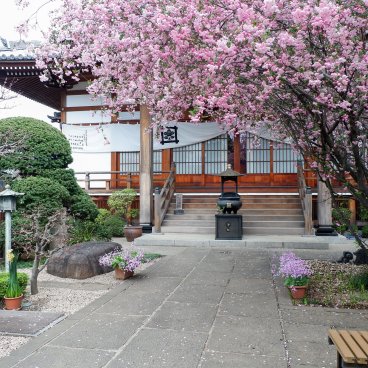 Cimetière de Yanaka (Tokyo), temple Daigyo-ji et sakura en fleurs