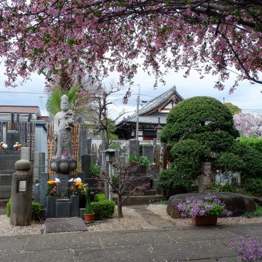 Cimetière de Yanaka (Tokyo), statue Jibo Kannon du temple Daigyo-ji et sakura en fleurs