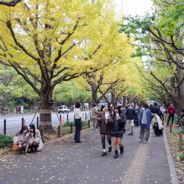 Meiji Jingu Gaien (Tokyo), avenue Icho Namiki avec ginkgo biloba jaunes à l'automne 2