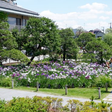  Horikiri Shobu-en (Tokyo), visiteurs pendant la floraison des iris en juin