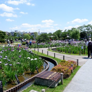  Horikiri Shobu-en (Tokyo), allée du jardin et iris en fleurs en juin