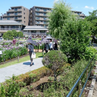  Horikiri Shobu-en (Tokyo), visiteurs pendant la floraison des iris en juin 2