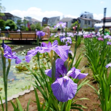  Horikiri Shobu-en (Tokyo), vue en détail des iris d'eau du jardin 3