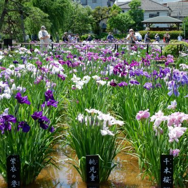  Horikiri Shobu-en (Tokyo), floraison des iris d'eau Hanashobu