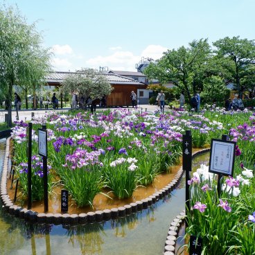  Horikiri Shobu-en (Tokyo), vue sur le jardin en période de floraison des iris (juin)