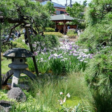  Horikiri Shobu-en (Tokyo), vue sur le jardin jarponais en juin