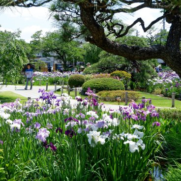 Horikiri Shobu-en (Tokyo), iris en fleurs au mois de juin