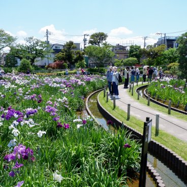  Horikiri Shobu-en (Tokyo), allée du jardin et iris en fleurs en juin 2
