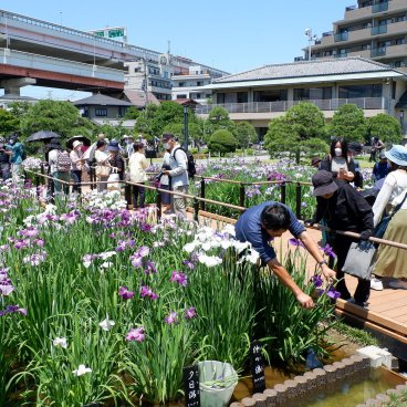  Horikiri Shobu-en (Tokyo), vue sur le jardin surmontée par l'autoroute à Katsushika