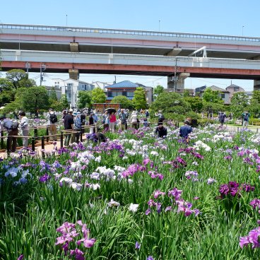  Horikiri Shobu-en (Tokyo), vue sur le jardin surmontée par l'autoroute à Katsushika 2
