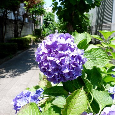  Horikiri Shobu-en (Tokyo), hortensias en fleurs dans le quartier