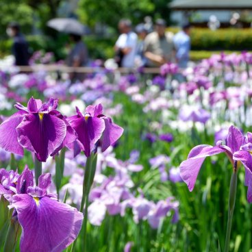  Horikiri Shobu-en (Tokyo), vue en détail des iris d'eau du jardin
