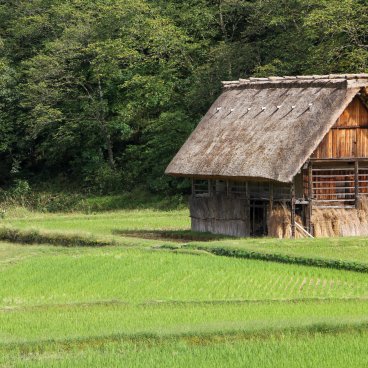 Résidence Wada (Shirakawa-go), vue sur une rizière et bâtisse traditionnelle