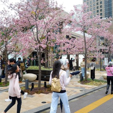 Azabudai Hills (Tokyo), entrée du complexe et cerisiers Kawazu-zakura en fleurs 2