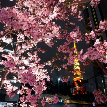 Azabudai Hills (Tokyo), vue nocturne sur la Tokyo Tower et les cerisiers Kawazu-zakura en fleurs
