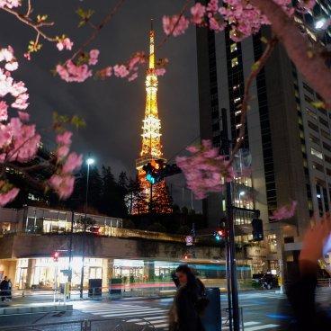 Azabudai Hills (Tokyo), vue nocturne sur la Tokyo Tower et les cerisiers Kawazu-zakura en fleurs 2