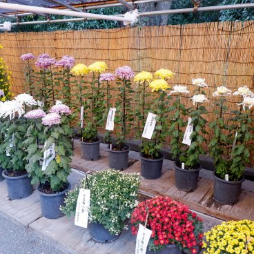 Meiji-jingu (Tokyo), exposition de chrysanthèmes pour Kiku Matsuri 2
