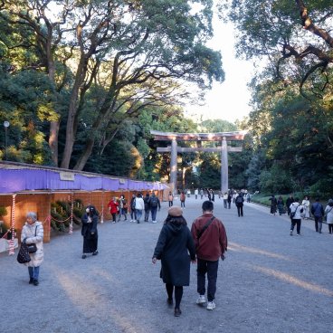 Meiji-jingu (Tokyo), exposition de chrysanthèmes pour Kiku Matsuri 3