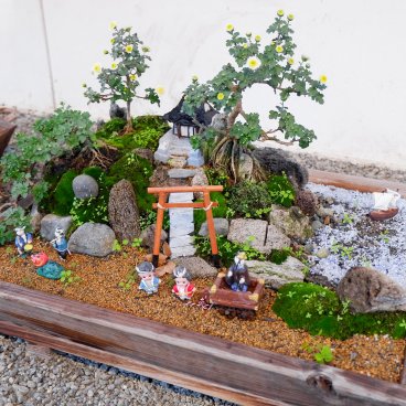 Meiji-jingu (Tokyo), exposition de bonsaï de chrysanthème pour Kiku Matsuri