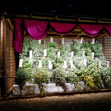 Rikugi-en (Tokyo), exposition nocturne de chrysanthèmes pendant les illuminations automnales du jardin