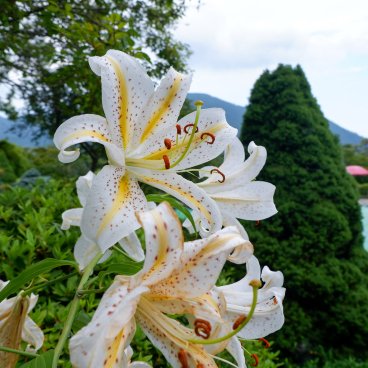Parc Gora à Hakone, vue sur la fontaine et fleurs de lys en été