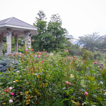 Parc Gora à Hakone, jardin de roses en fin de floraison 