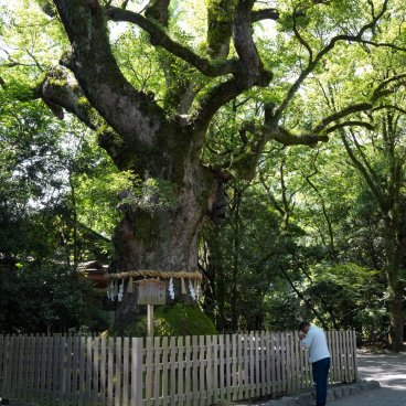 Atsuta-jingu (Nagoya), grand camphrier sacré du sanctuaire