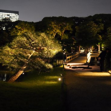 Hamarikyu Tsukimi Sanpo (Tokyo), vue nocturne sur le pont de l'étang Shioiri-no-ike et pin du Japon