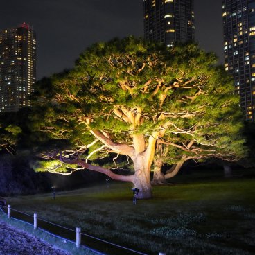 Hamarikyu Tsukimi Sanpo (Tokyo), pin du Japon mis en lumière la nuit 2