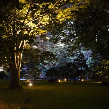 Hamarikyu Tsukimi Sanpo (Tokyo), arbres du jardin mis en lumière la nuit