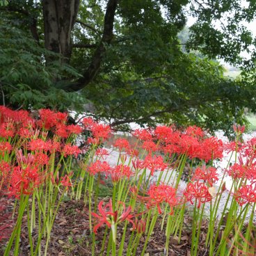 Kinchakuda Manjushage (Saitama), champs de Higanbana en fleurs près de la rivière Koma-gawa