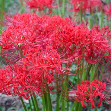Kinchakuda Manjushage (Saitama), fleurs d'Higanbana à leur pic de floraison