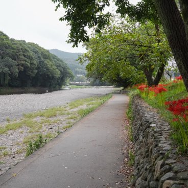 Kinchakuda Manjushage (Saitama), champs de Higanbana en fleurs près de la rivière Koma-gawa 2