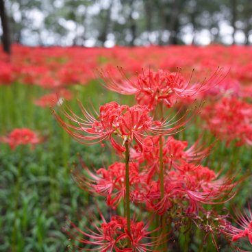 Kinchakuda Manjushage (Saitama), champs de lycoris rouges en fleurs