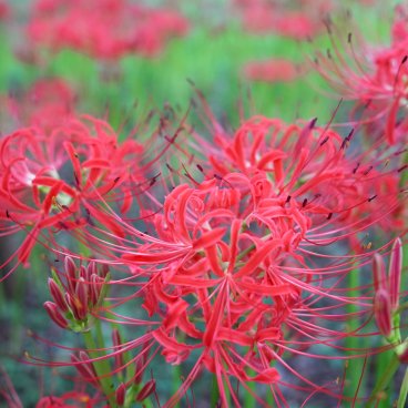 Kinchakuda Manjushage (Saitama), lycoris rouges en cours de floraison fin septembre