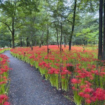 Kinchakuda Manjushage (Saitama), allée du parc pendant la floraison des Higanbana fin septembre