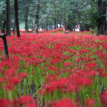 Kinchakuda Manjushage (Saitama), floraison de millions d'Higanbana fin septembre