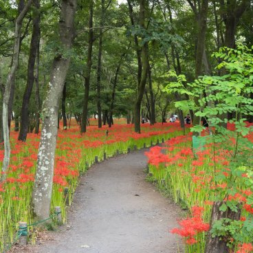 Parc Kinchakuda Manjushage à Saitama, saison de floraison des Higanbana en septembre