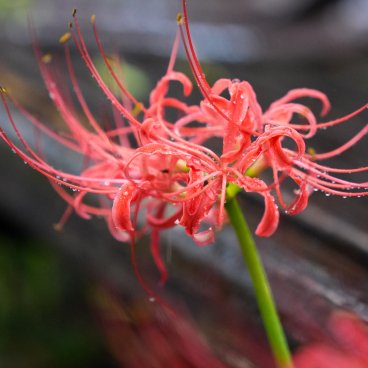 Kinchakuda Manjushage (Saitama), vue en détail d'une fleur d'Higanbana sous la pluie