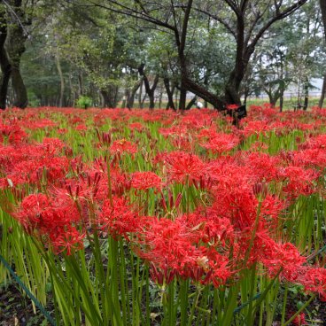 Kinchakuda Manjushage (Saitama), champs de Higanbana en fleurs près de la rivière Koma-gawa 3