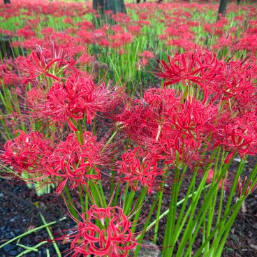 Kinchakuda Manjushage (Saitama), floraison des lycoris rouges au début de l'automne au Japon