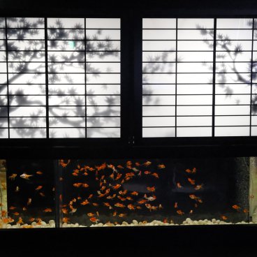 Art Aquarium Museum GINZA (Tokyo), espace d'exposition Shojirium