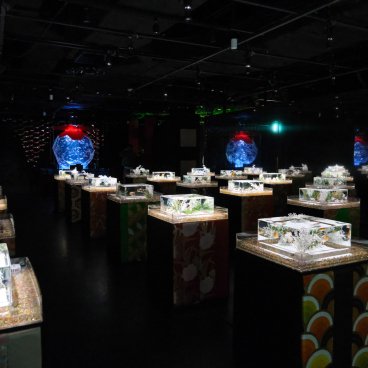 Art Aquarium Museum GINZA (Tokyo), espace d'exposition A Show of Kingyo