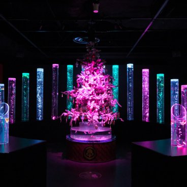 Art Aquarium Museum GINZA (Tokyo), espace d'exposition Goldfish bamboo forest avec décorations de Noel