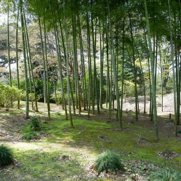 Rikugi-en (Tokyo), forêt de bambous du jardin japonais