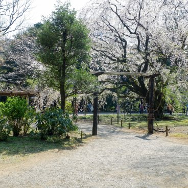 Rikugi-en (Tokyo), cerisier pleureur en fleurs près de la porte Naitei-daimon du jardin