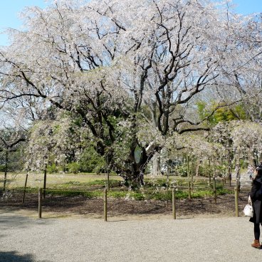 Rikugi-en (Tokyo), cerisier pleureur en fleurs près de la porte Naitei-daimon du jardin 3
