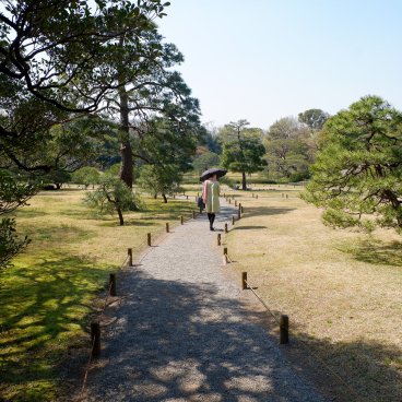 Rikugi-en (Tokyo), allée du jardin bordée de pins japonais au début du printemps